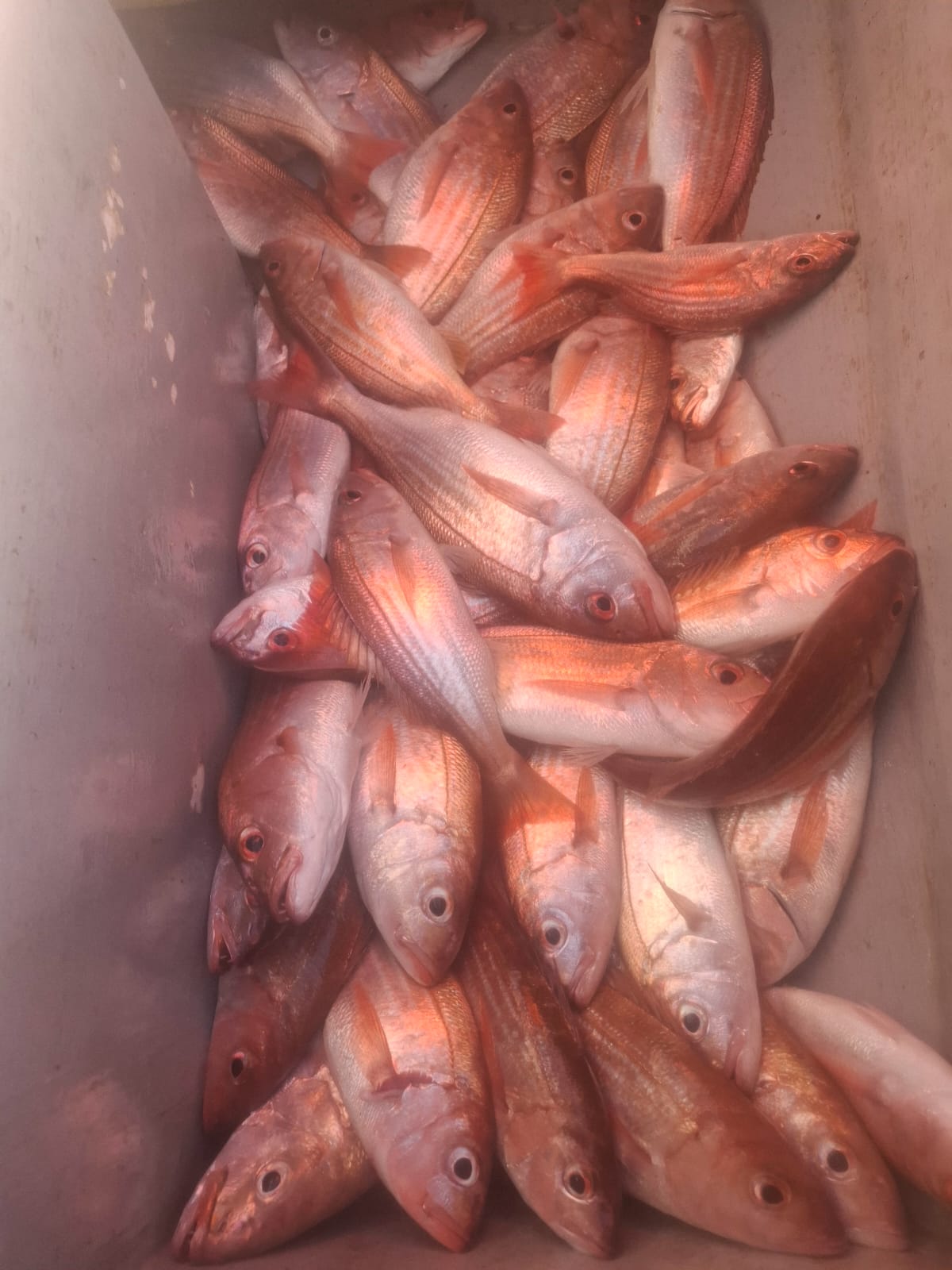 Fish display