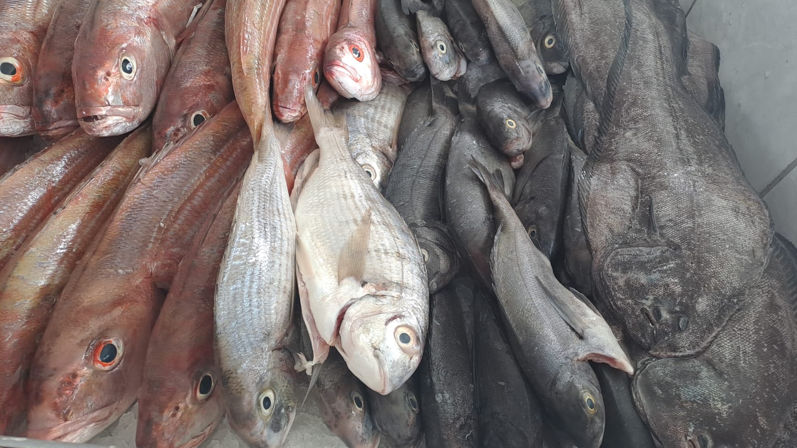 Fresh seafood
