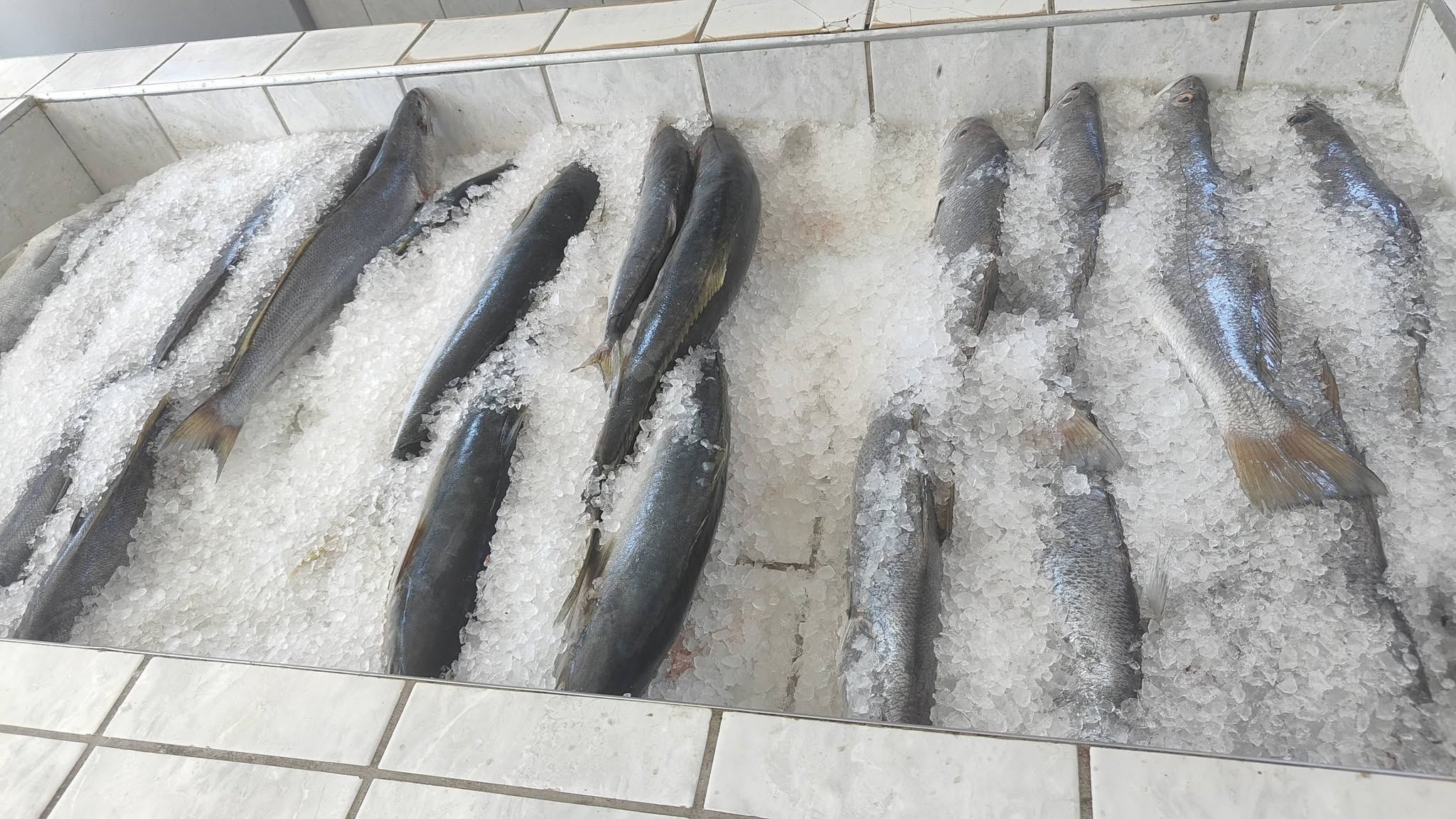 Fresh fish selection