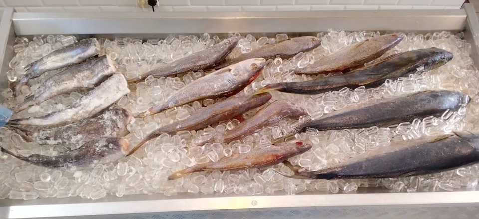 Today's fresh catch