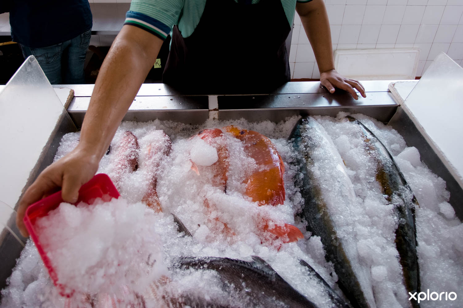 Fresh fish fillets on display